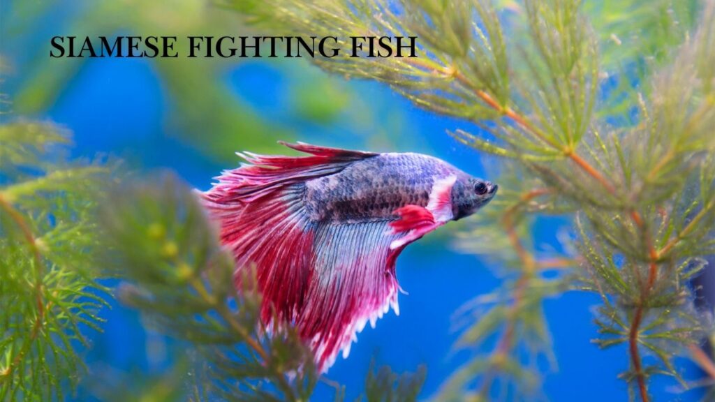 Siamese Fighting Fish